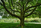 Frame filler. Cherry tree on the site of the old Bwllfa Colliery, Aberdare.