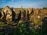 Dry stone wall and foxgloves.