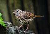 Juvenile Dunnock.