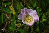 Dog Rose after the rain.