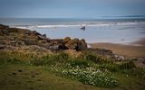 Clover at Rest Bay, Porthcawl.
