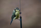 Juvenile Blue Tit.