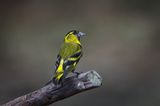 Male Siskin.