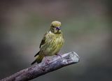 Greenfinch