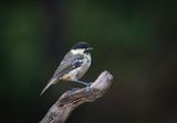 Juvenile Coal Tit.