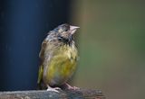 Bedraggled Male Greenfinch.
