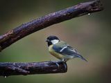 Great Tit.