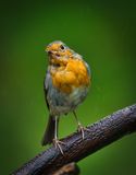 Robin in the rain.
