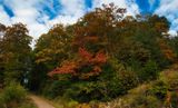 St Gwynno Forest, Llanwonno.