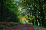 St Gwynno Forest, Darwonno trail.