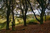 St Gwynno Forest.