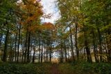 Fforest Fawr, Tongwwynlais.