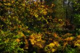 Nature in abstract.
