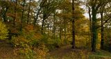 Duffryn Woods, Mountain Ash.