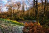Late Autumn frost, Dare Valley Country Park.