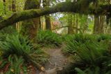 Hoh River Trail