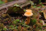 Hoh River Trail