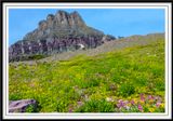 Wildflowers along Hidden Lake Trail