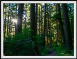Sol Duc Valley Temperate Forest