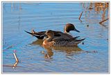 Northern Pintails