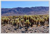 Cholla Cactus Garden