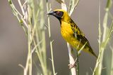 Village Weaver