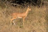 Steenbok