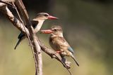 Brown-hooded Kingfisher Pair