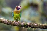 Brown-hooded Parrot