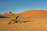 Stump in Desert