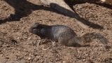 <i>Otospermophilus variegatus</i></br>Rock Squirrel