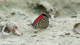 <i> Diaethria clymena</i><br>Widespread Eighty-Eight