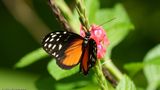 <i>Heliconius hecale zuleika</i></br>Tiger Longwing