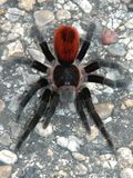 <i>Tliltocatl vagans</i></br>Mexican Red-rumped Tarantula