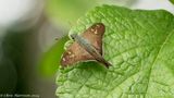 <i>Ectomis asine</i></br>Asine Longtail 