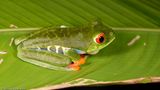 <i>Agalichnys callidryas</i><br>Red-eyed Treefrog
