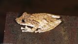 <i>Scinax boulengeri</i></br>Boulengers Snouted Treefrog