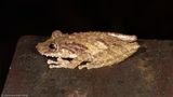 <i>Scinax boulengeri</i></br>Boulengers Snouted Treefrog