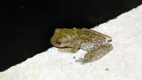 <i>Smilisca sila</i><br>Pugnosed Tree Frog