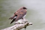 Northern Rough-winged Swallow Juvenile