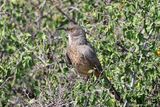 Curved-billed Flycatcher
