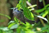 Mountain Chickadee