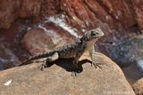 Desert Spiny Lizard