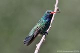 Broad-billed Hummingbird