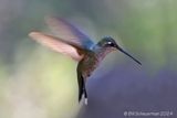 Rivolis Hummingbird