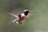 Black-chinned Hummingbird