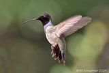 Black-chinned Hummingbird