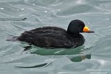 Black Scoter