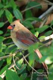 Northern Cardinal