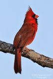 Northern Cardinal